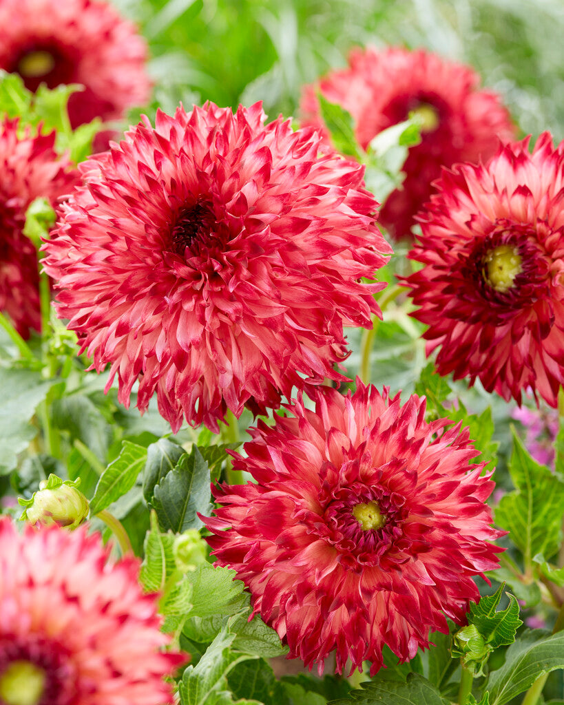 Dahlia Cactus Aiyana 1-pakning - NYHET